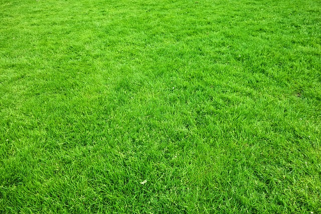 lawn